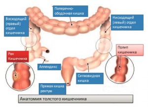 Анатомия кишечника