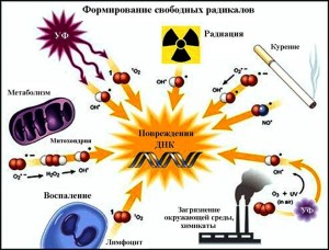 Свободные радикалы