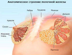 Строение молочной железы