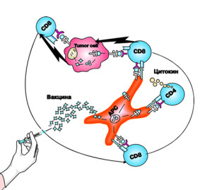 Механизм действия вакцины