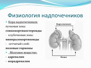 Функции надпочечников