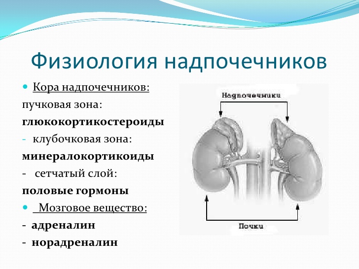 Надпочечники гормон роста. Функции гормонов коркового вещества надпочечников. Физиологическое значение гормонов надпочечников. Функции гормонов коры надпочечников физиология. Гормоны мозгового слоя надпочечников функции.