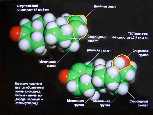 Андрогены